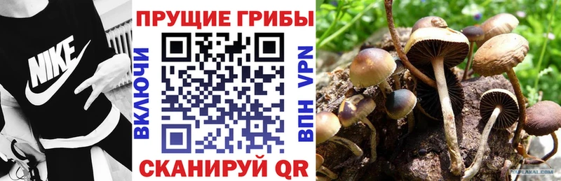 даркнет сайт  Шахунья  Галлюциногенные грибы Psilocybine cubensis 